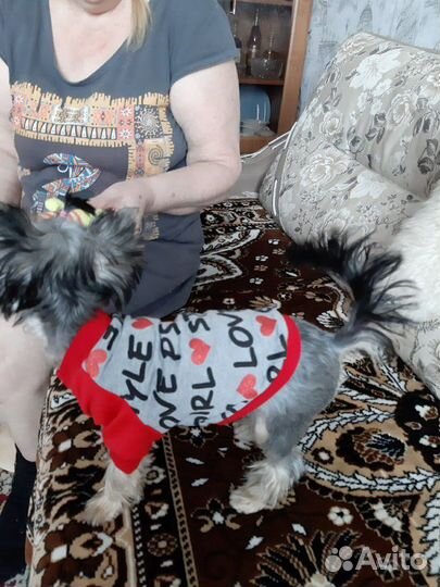 Кофточка для вашего любимца