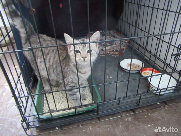 Котик в добрые руки