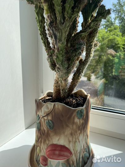 Кактус 20 лет