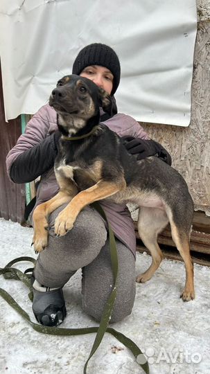 Дива ищет семью