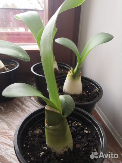 Гемантус белоцветковый