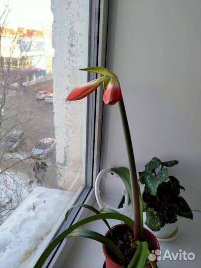 Гиппеаструм