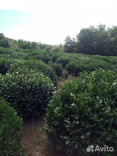 Камелия китайская адыгейский чай саженцы