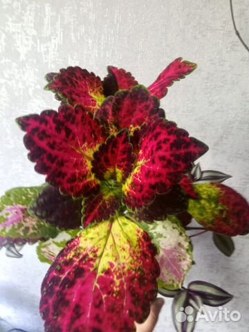 Колеус, традесканция