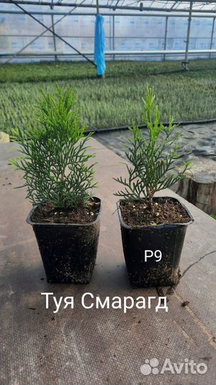 Смесь,навоз крс,чернозем садовый,привезу,от 20м