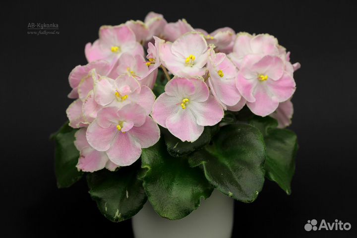 Детки мини фиалок