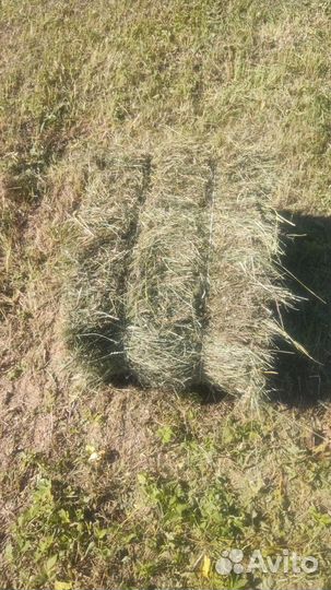 Сено в тюках