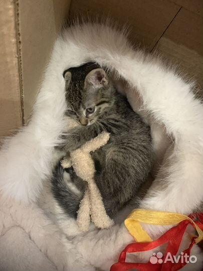 Котик в добрые руки