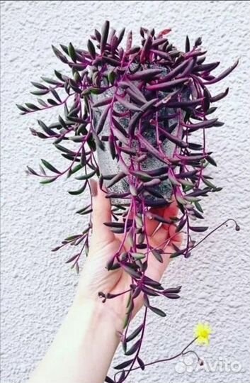 Крестовник оттона