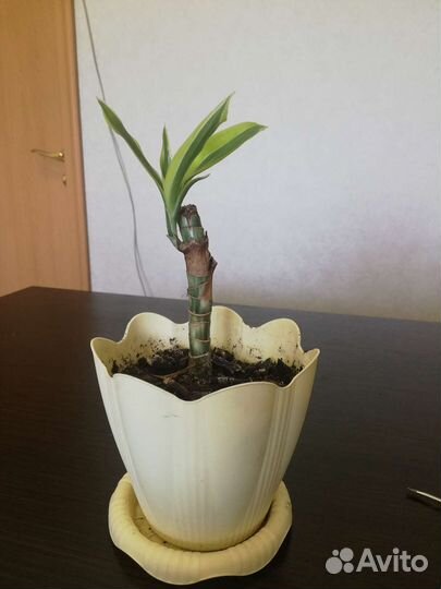 Драцена лимон лайм