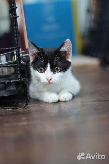 Котенок девочка