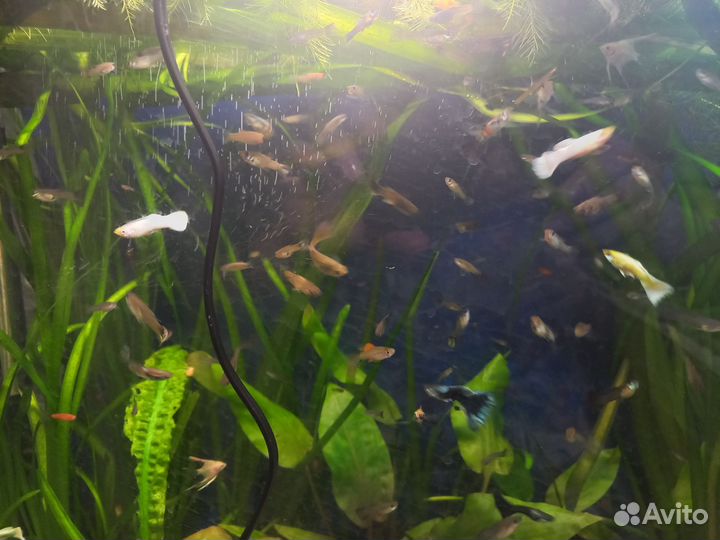 Аквариумные рыбки