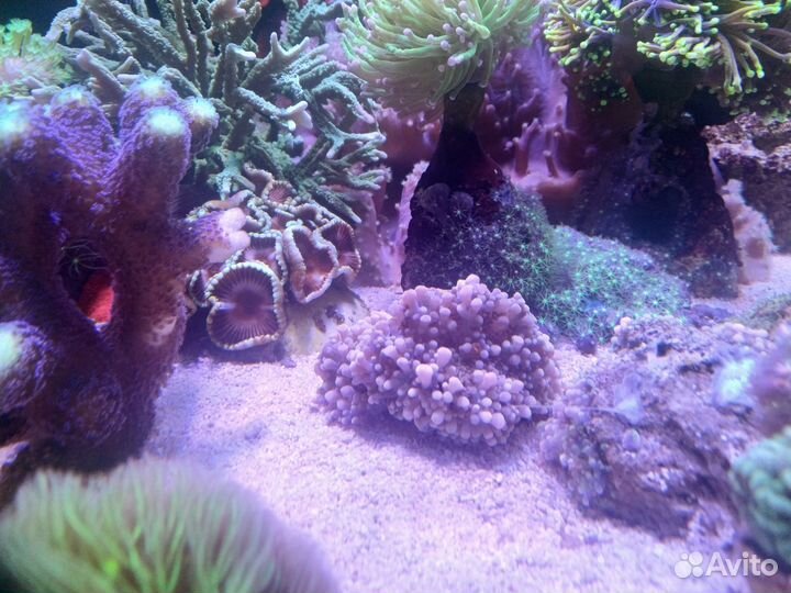 Живые кораллы