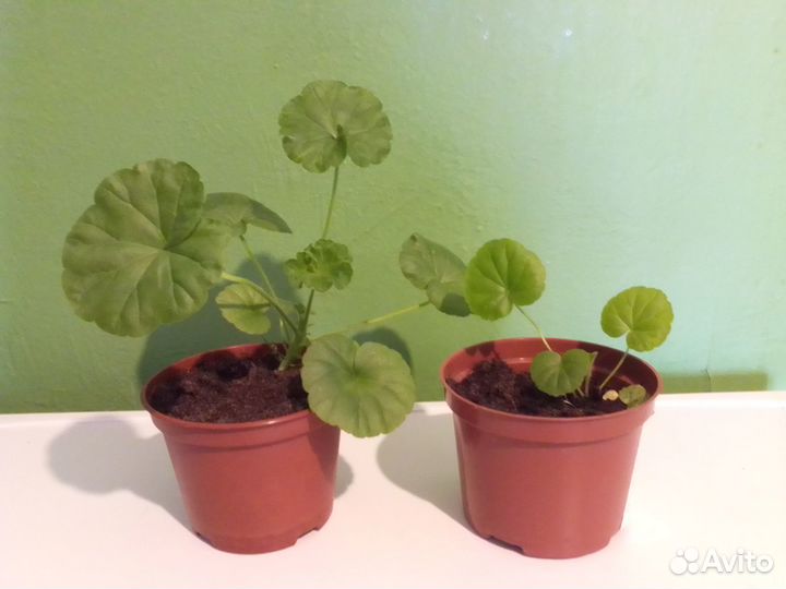 Герань Ринго фиолетовая