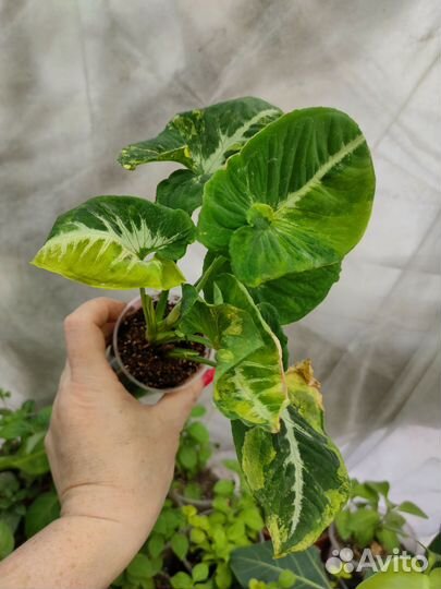 Сингониум яичница