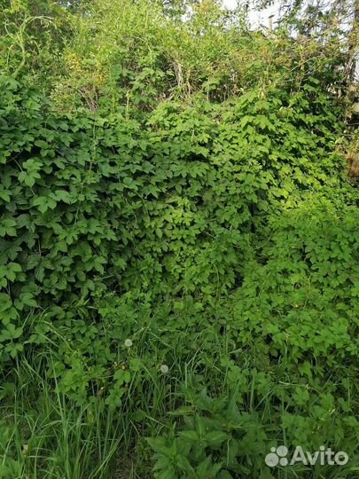 Хмель, откопаю куст