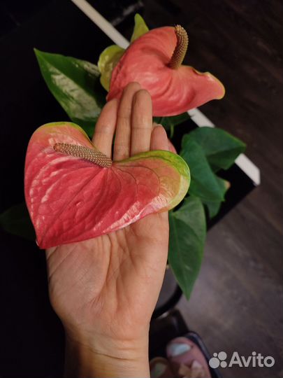 Антуриум розовый