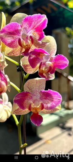 Орхидея Калейдоскоп бабочка