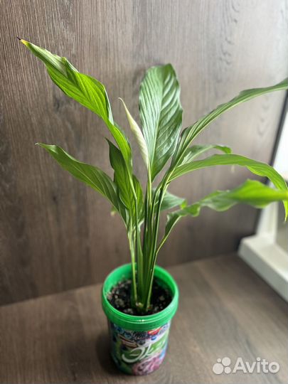 Спатифиллум, Гиппеаструм