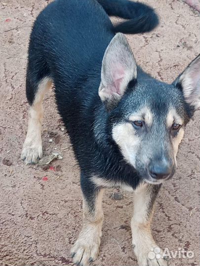 Щенок мальчик