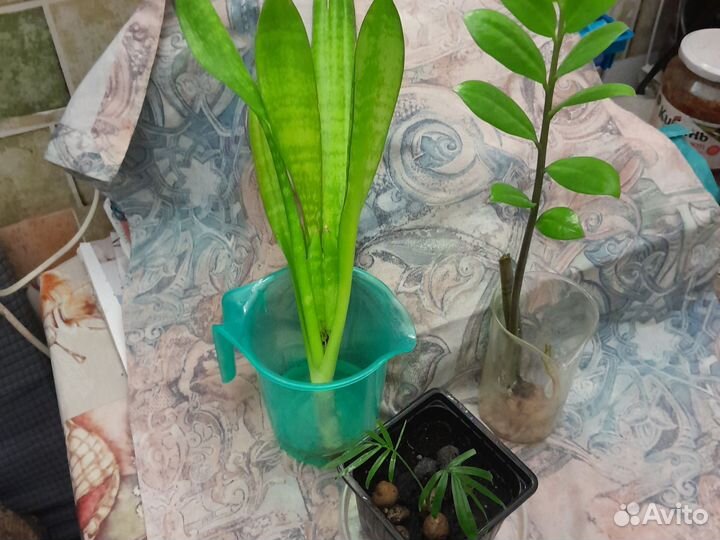 Сансевиерия, замиокулькас, пальма веерная