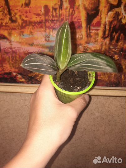 Орхидея лудизия дисколор