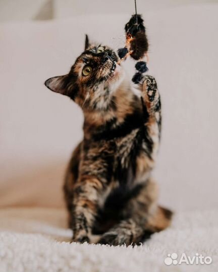 Кошка Марта окрас черепашка