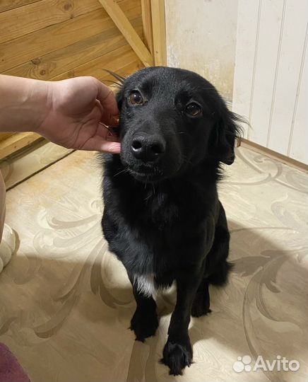 Ласковый пёс