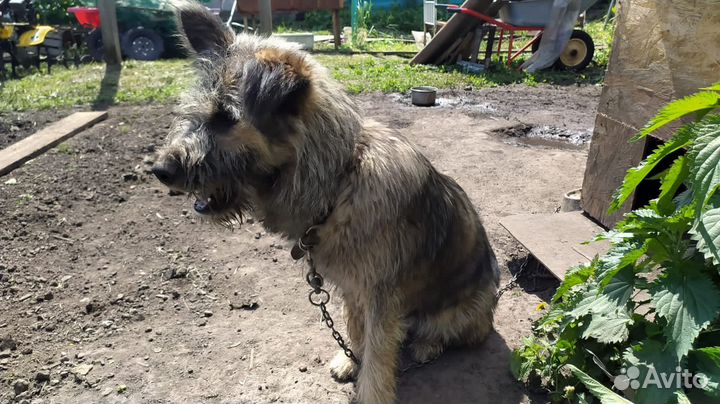 Собака смесь с немцем