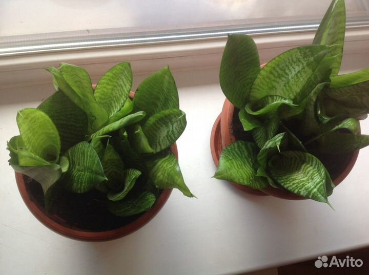 Сансевиерия