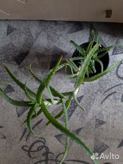 Алоэ лечебный