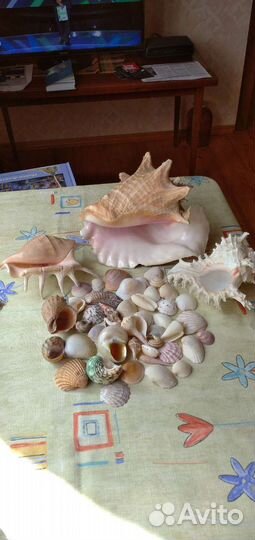 Морские ракушки раковины