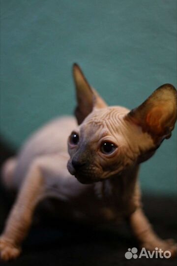 Канадский сфинкс