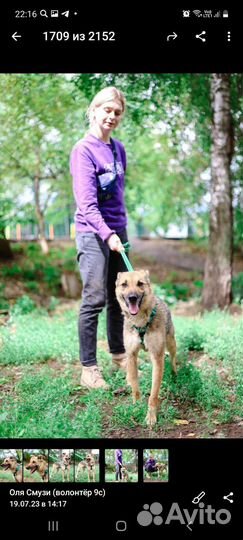 Бывшедомашняя собака из приюта