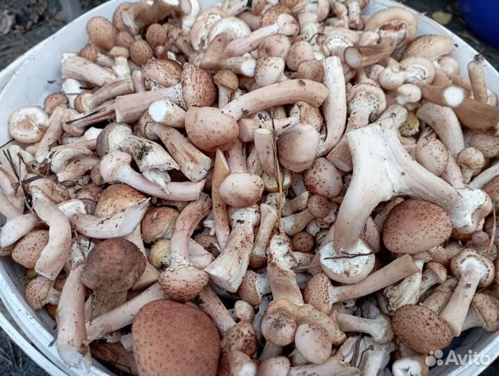 Грибы опята свежие