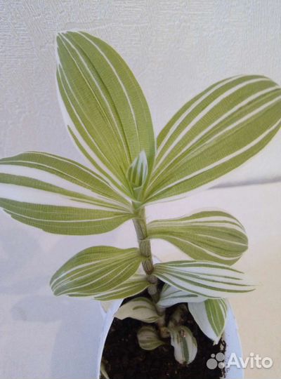 Бегонии,Сингониум,Традесканция Alb,Декабрист бел