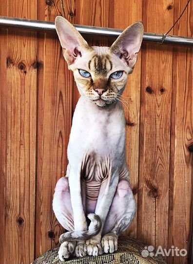 Девон-рекс вязка