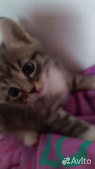 Котята Полубриташки