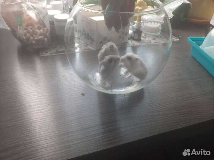 Джунгарский хомяк