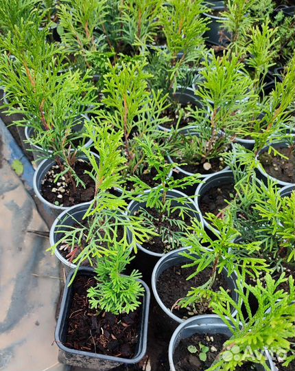 Туя Смарагд саженцы