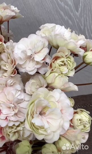 Пеларгония герань Алиенора Аквитанская, Профитроль