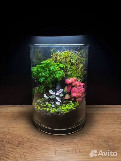 Флорариум террариум палюдариум