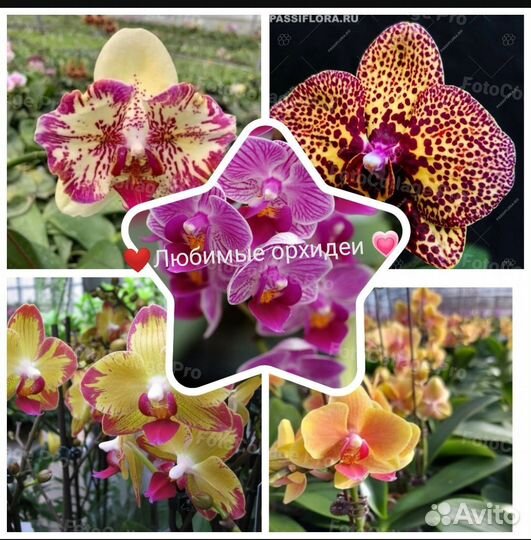 Орхидея фаленопсис голд леопард gold leopard pelor