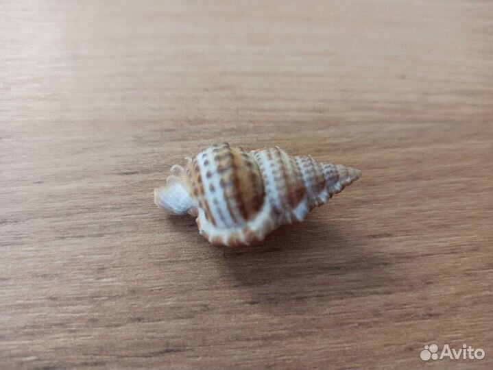 Морская раковина