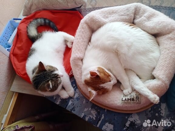 Котик Базиль