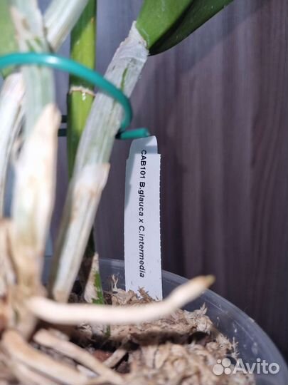 Орхидея каттлея