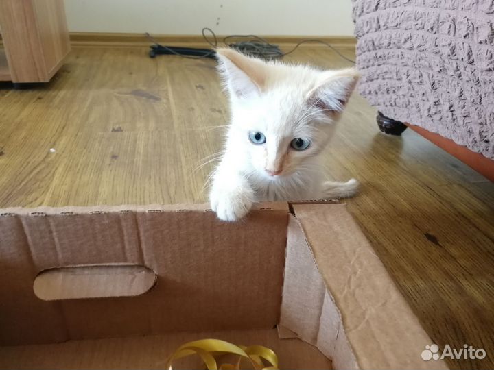 Котенок девочка, турецкая ангора