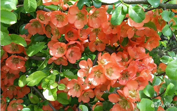 Японская айва