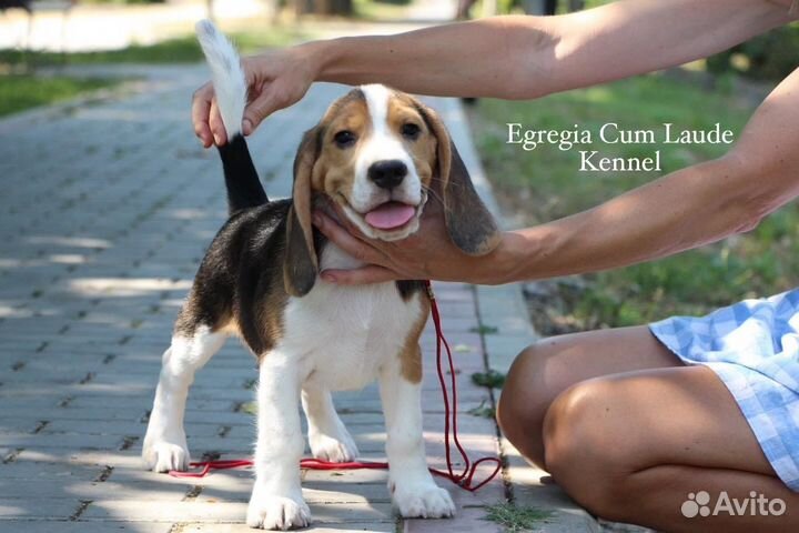 Щенок бигля. Мальчик