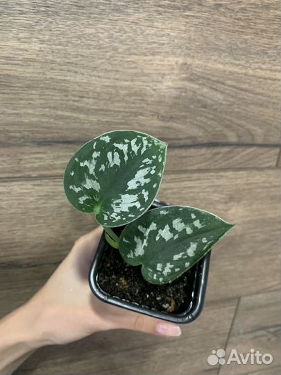 Сциндапсус пиктус